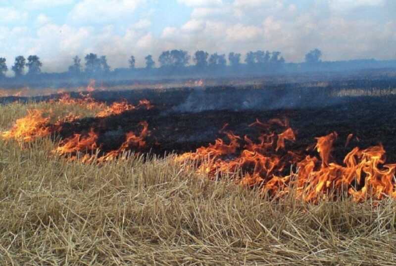 В Забайкалье задержан человек, подозреваемый в поджоге леса на площади 100 гектаров
